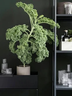 Plant Box Blomlåda 60x65 cm, Svart