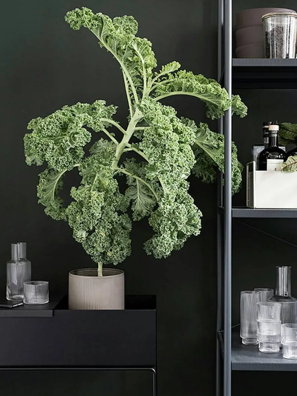 Plant Box Blomlåda 60x65 cm, Svart